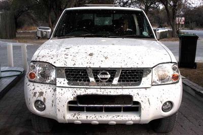 Car with gift from elephant