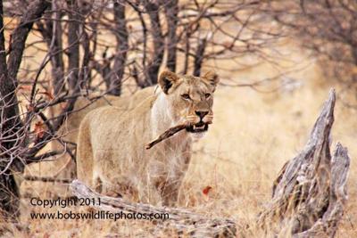 Playing with a stick