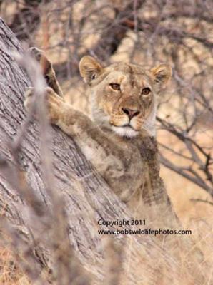 Claw sharpening time
