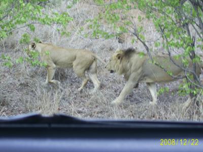 Lions near Mopani Camp