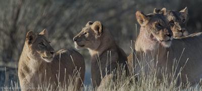 Lions at gemsbok kill