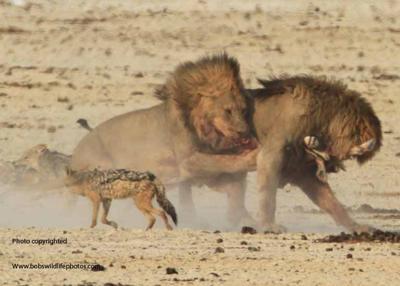Lions disagree on who gets lunch