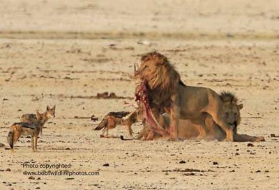 Lions discuss dinner