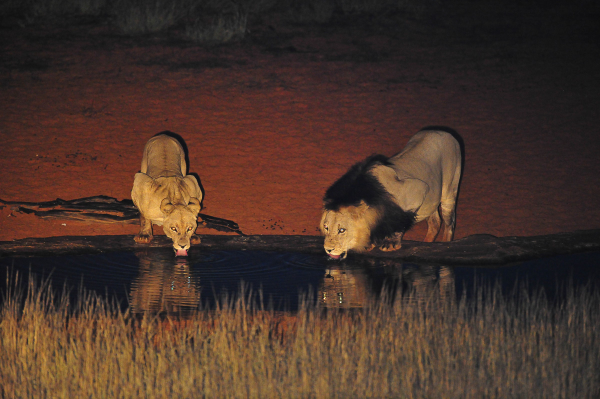 lions drinking at night at the Gharagab waterhole