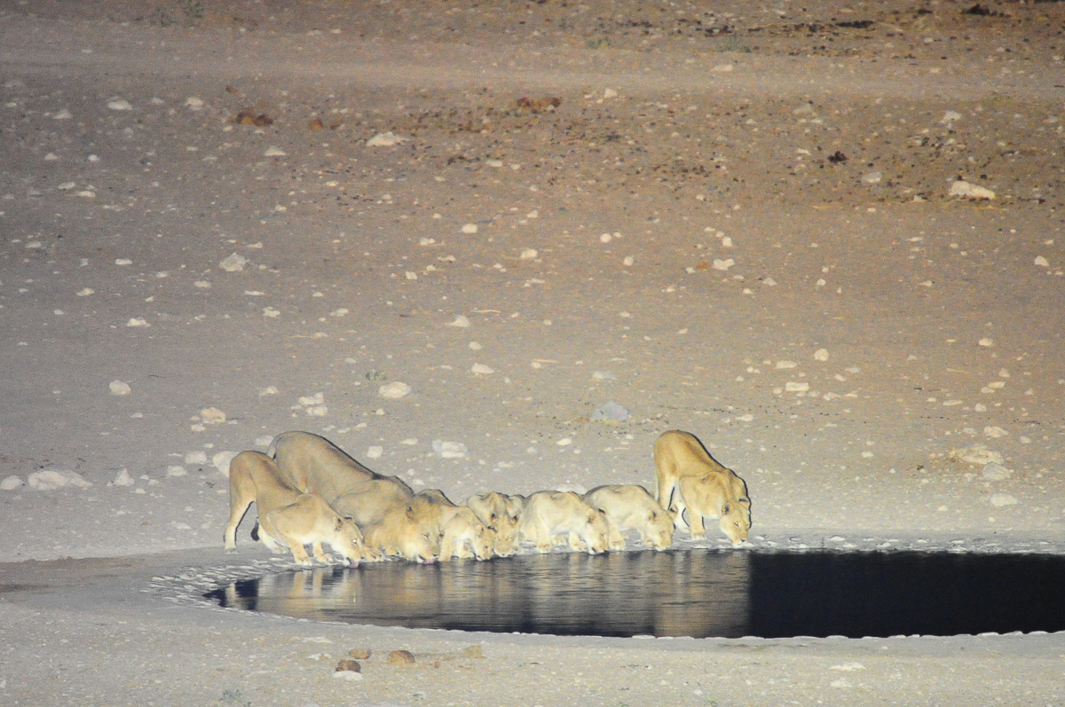 lions drinking at Dolomite camp