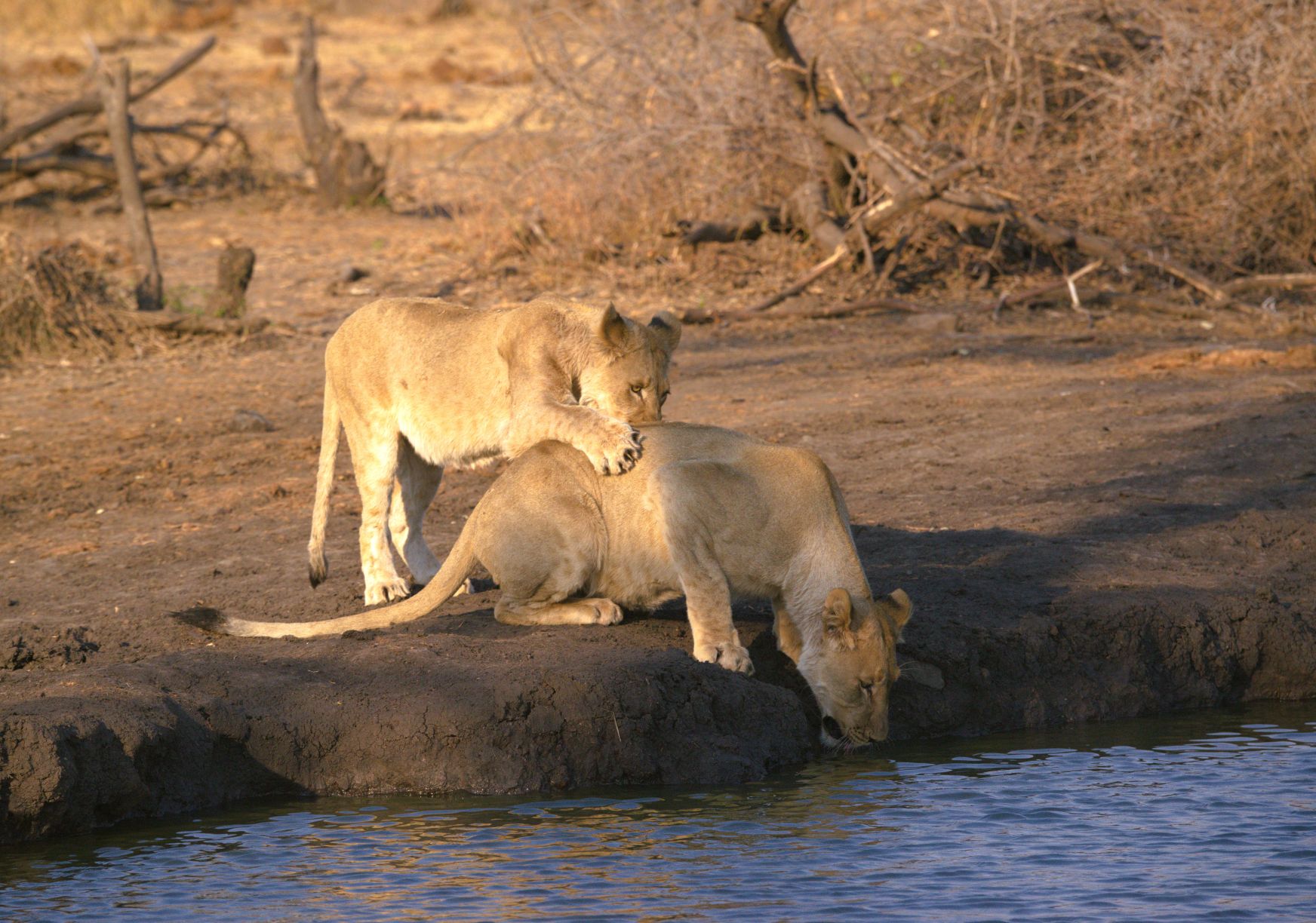 Lions playing while drinking image taken on game drive with Motswiri