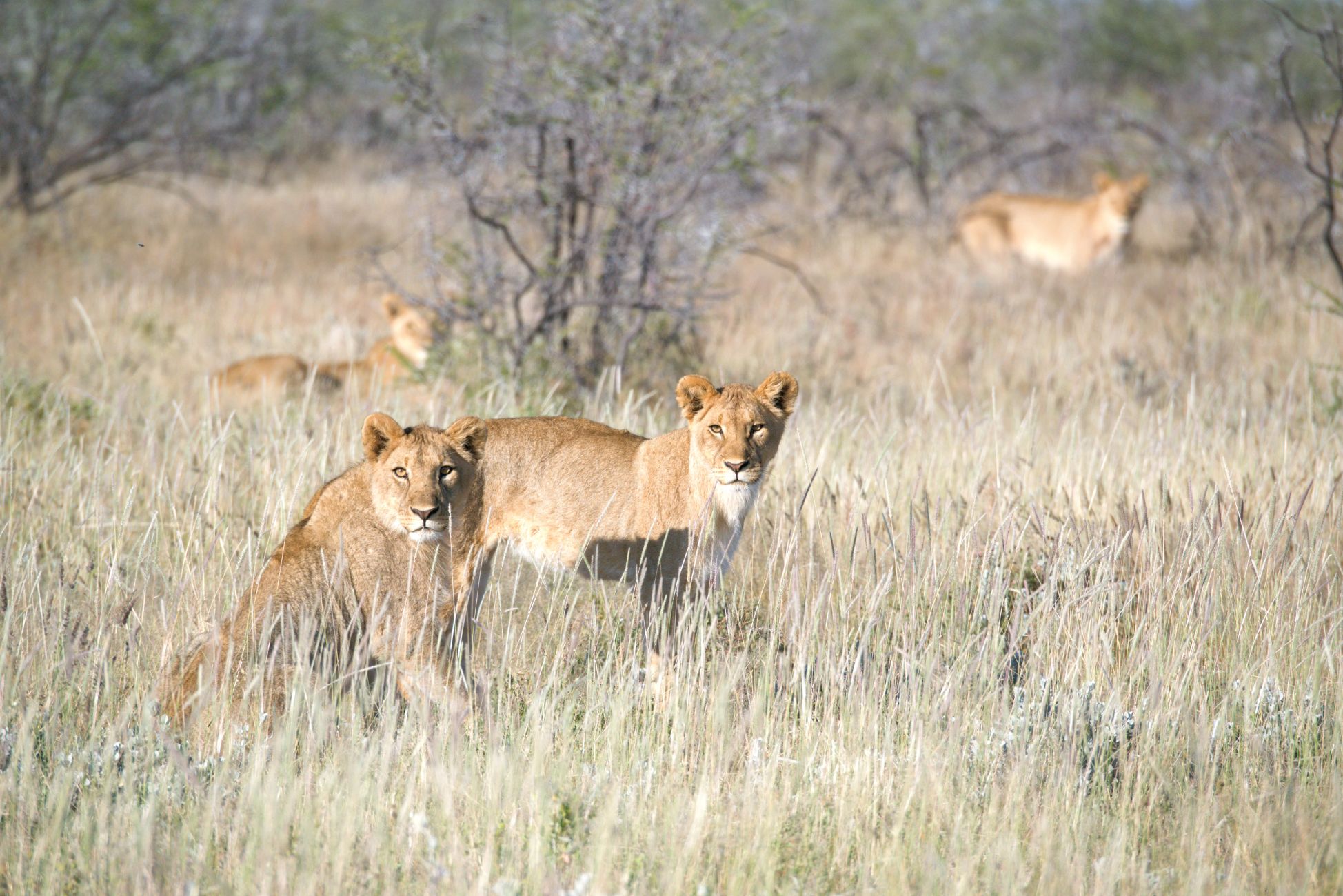 Lions image taken on our self drive in Etosha National Park