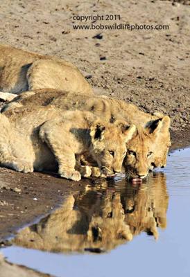 Four cubs drinking