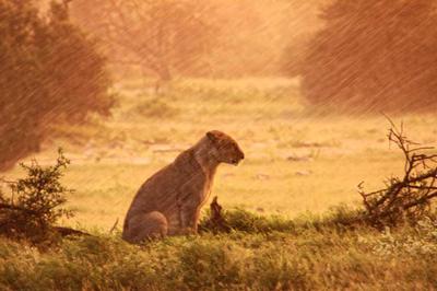 Lion in the rain 1