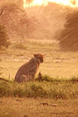 Lion in the rain 4