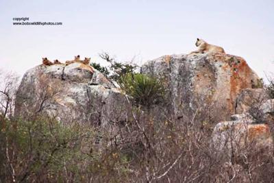 Lions on boulders near Nkumbe