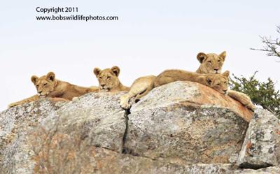 Rock Lion - Predator Lions Sitting On Rock With Cloudy Sky Background ...