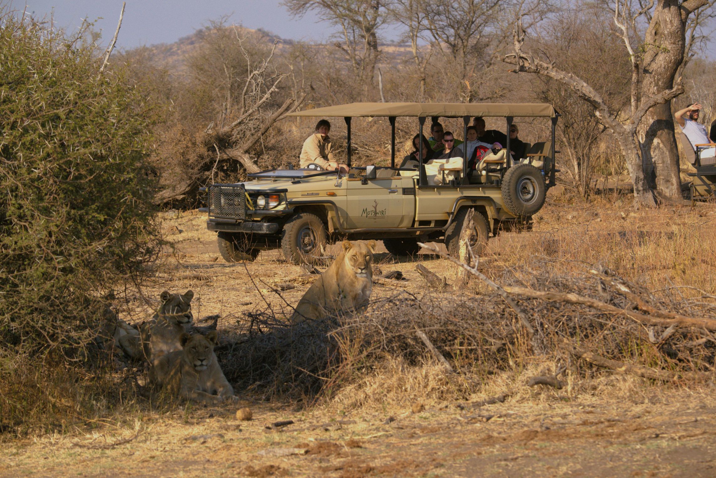 Lions on our game drive with Motswiri Private Safari Lodge in Madikwe