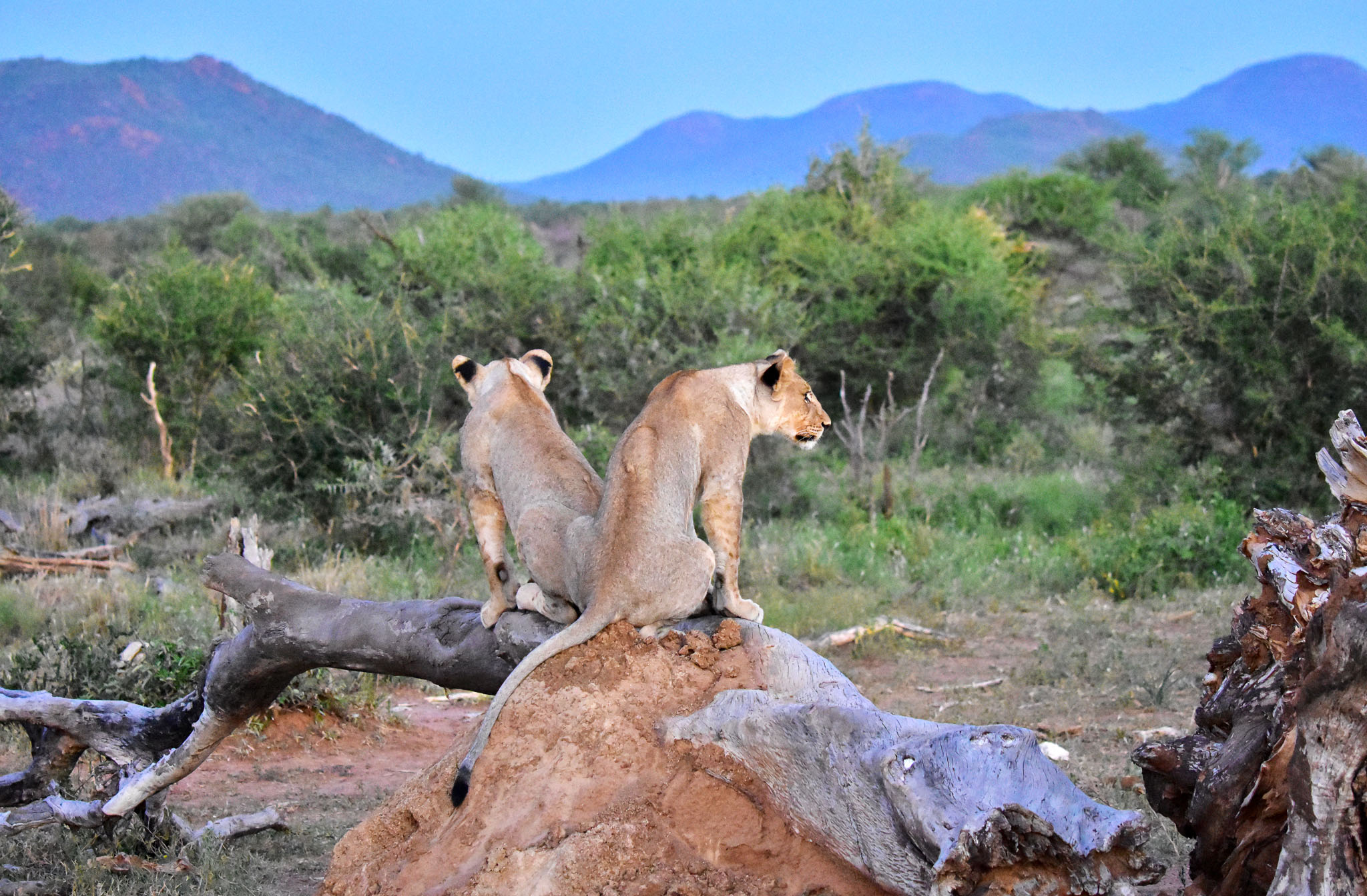 lions on termite mound in Madikwe