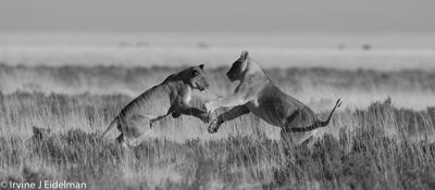 Playful lions
