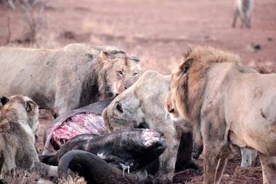 Satara lion kill 1