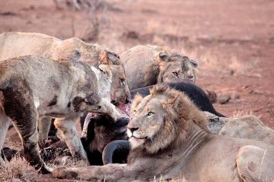 Satara lion kill 2