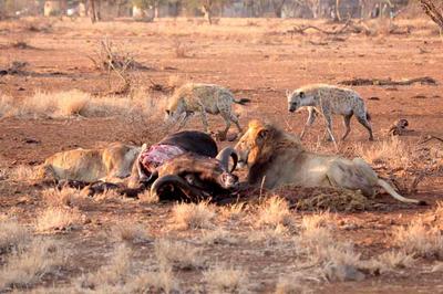 Satara lion kill 4