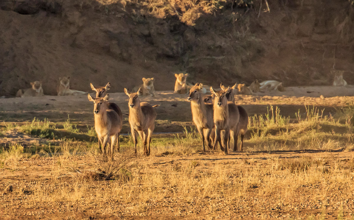 Lions looking at Waterbuck near the Letaba River in the Kruger National Park