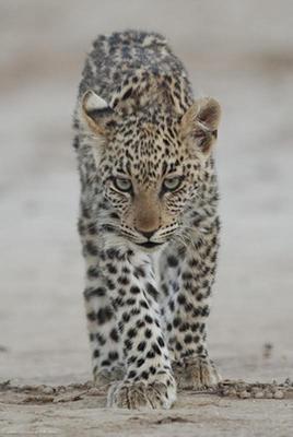 Little Guy