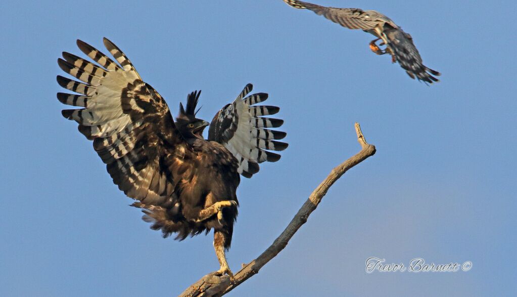 long crested eagle bombed by sparrowhawk 