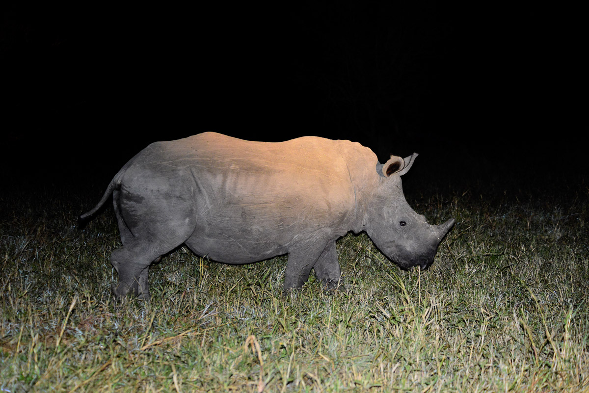 Young White Rhino taken on a guided night drive in the Sabi Sands Reserve in the Greater Kruger National Park