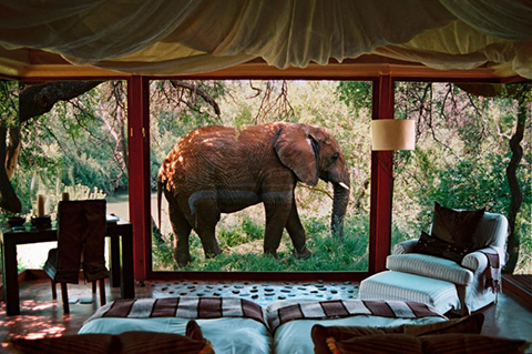 Image of elephant walking past Makanyane suite, copyright Makanyane Safari Lodge