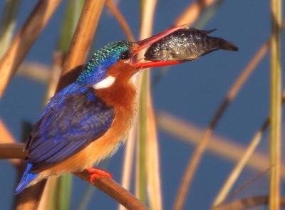 Malachite Kingfisher