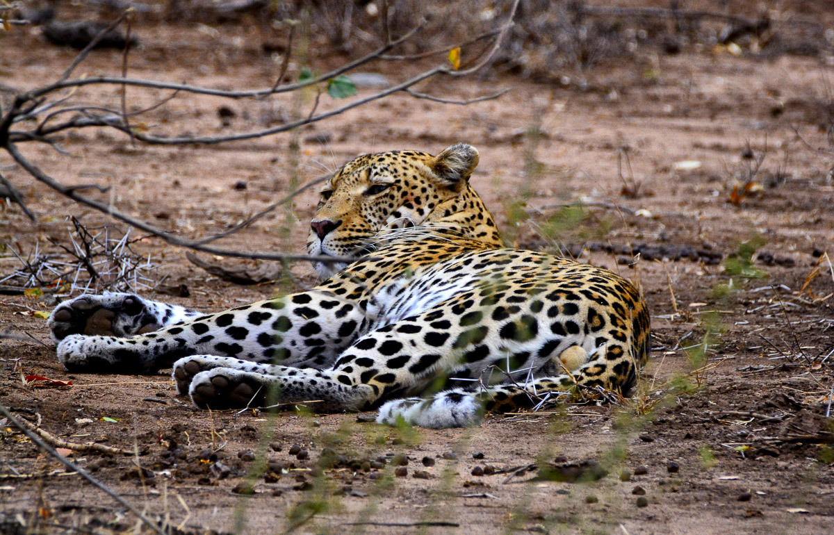 Male leopard on S52 near Bateleur