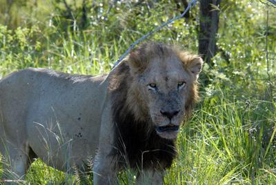Male lion
