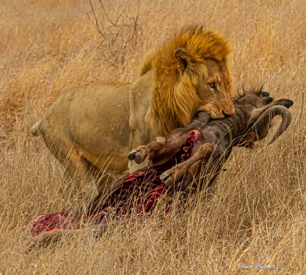 Male lion with wildebeest kill