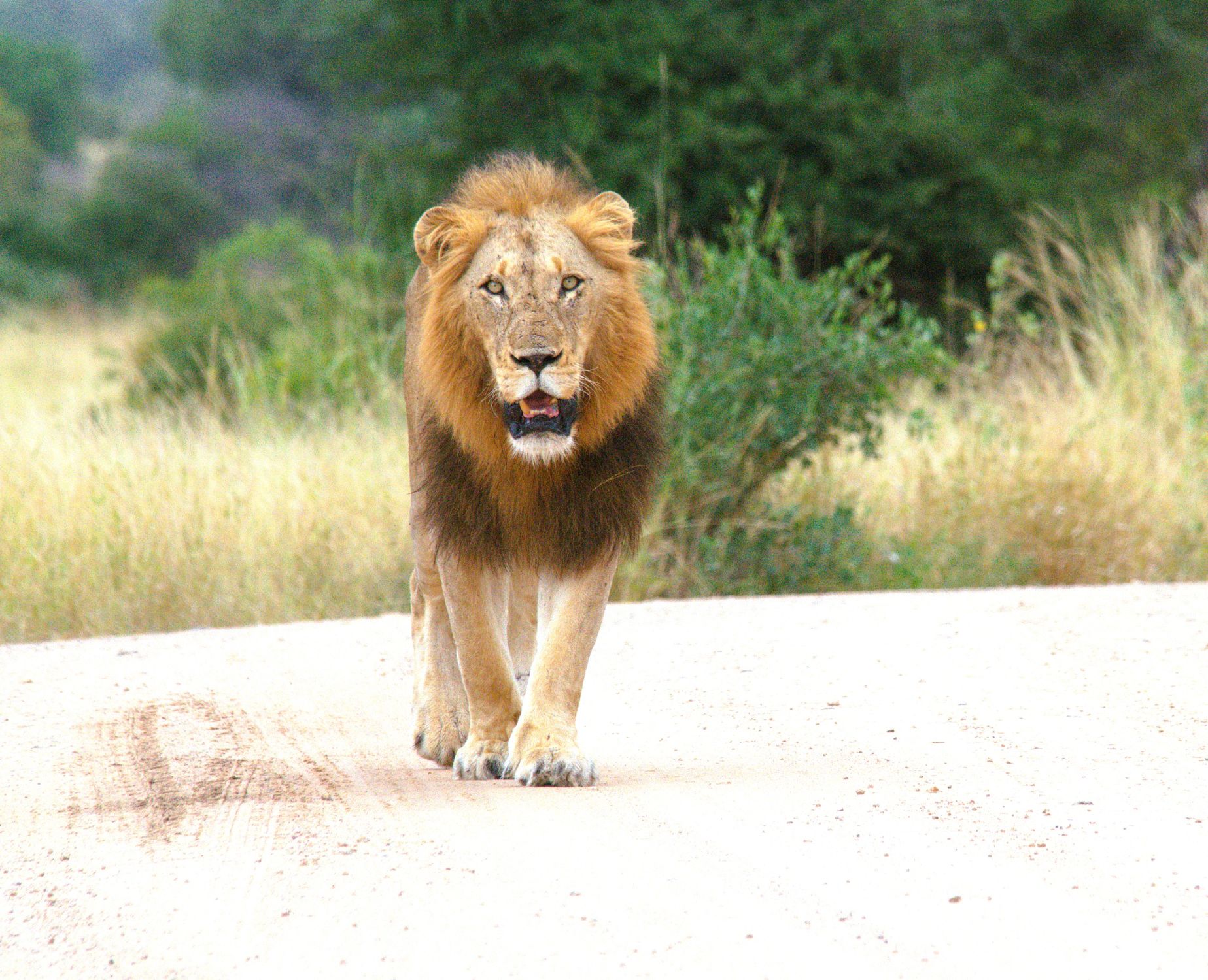 Skukuza Safari Lodge Male Lion image taken in Kruger National Park