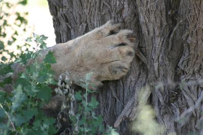 it takes a sharp eye to see this lion!