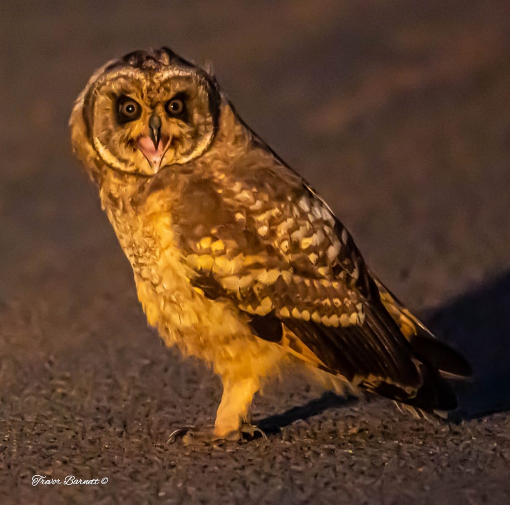 Marsh owl at Rietvlei