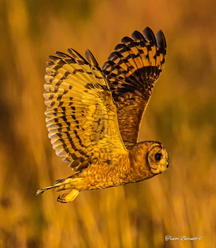 Marsh owl at Rietvlei 2