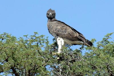 Martial eagle - what a magestic bird