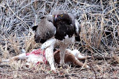 Martial Eagle 1