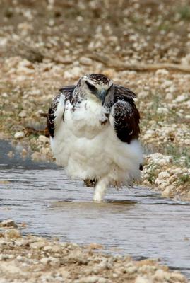 Standing on one foot bathing 
