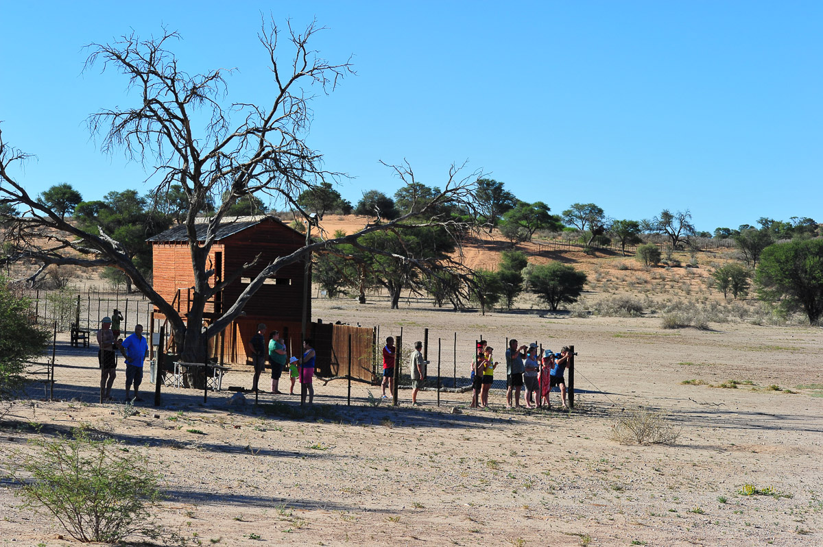 Mata mata campers looking at lioness