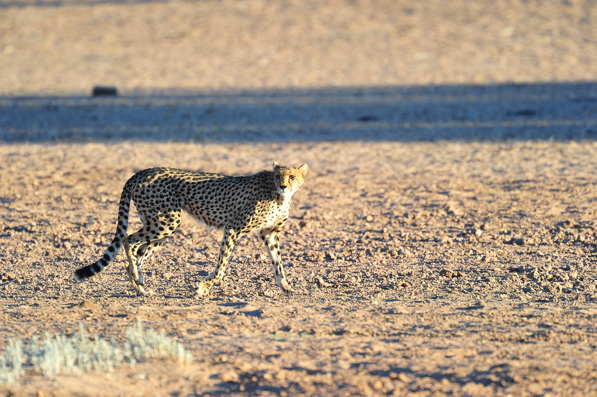 Cheetah leaving Mata Mata waterhole