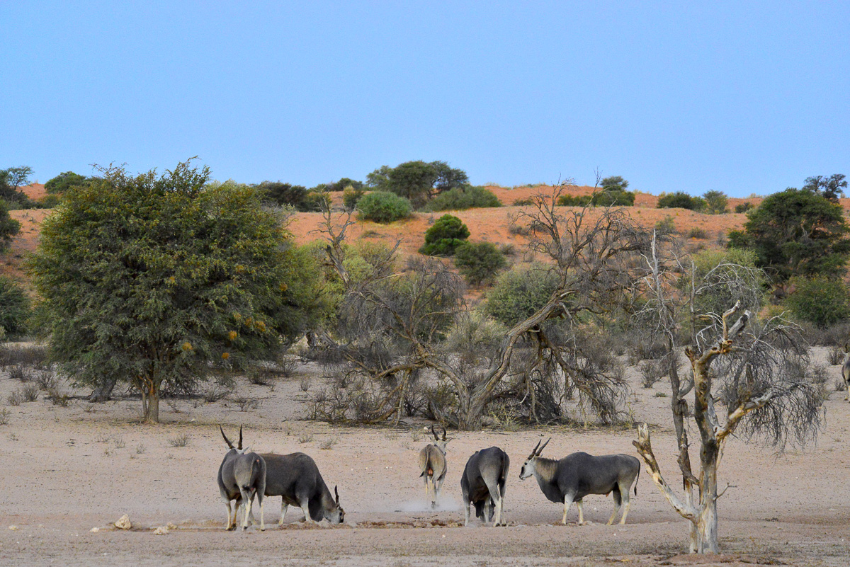 Eland at the waterhole at Mata mata camp