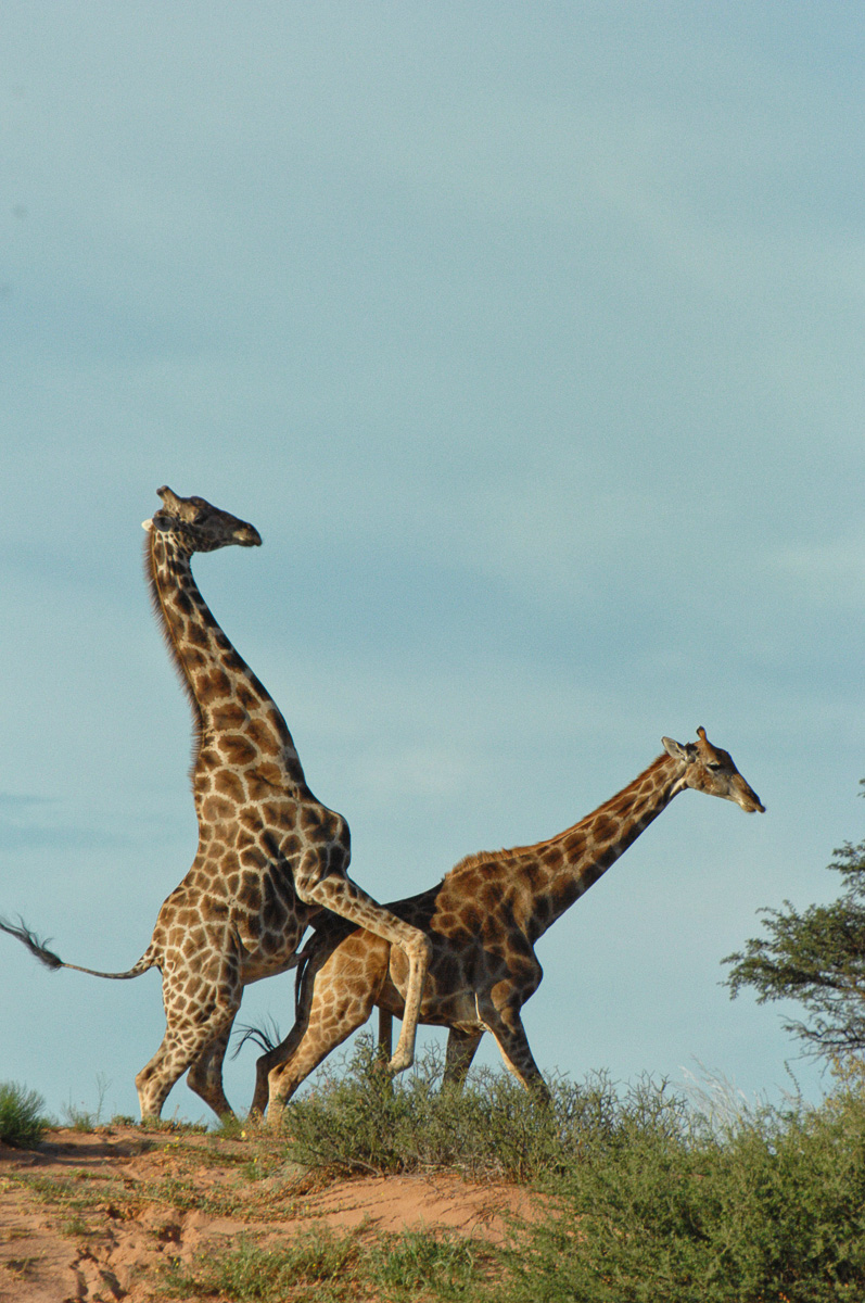 mating Giraffe near Kalahari Tented camp
