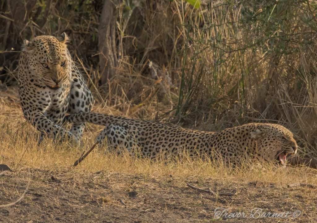mating leopards