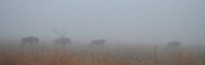 Wildebeest in the Mist