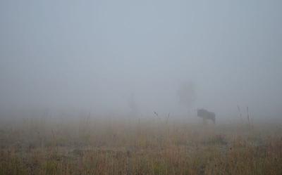A Wildebeest in the Mist