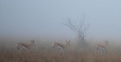 Springbok in the Mist
