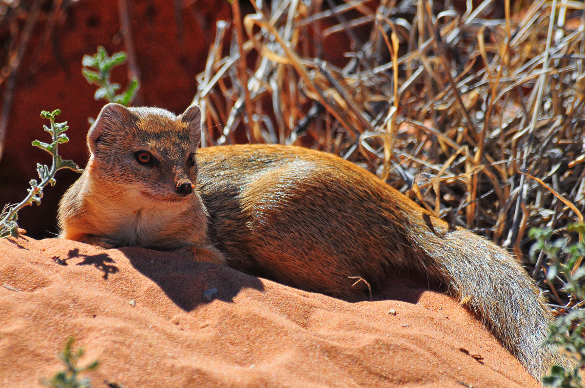 mongoose relaxing next to our tent at KTC