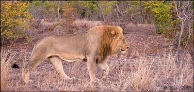 One of the Eendrag males