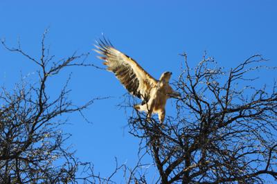Martial eagle at entrance to Rooiputs Lodge.