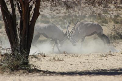 Gemsbok at battle in dust cloud.